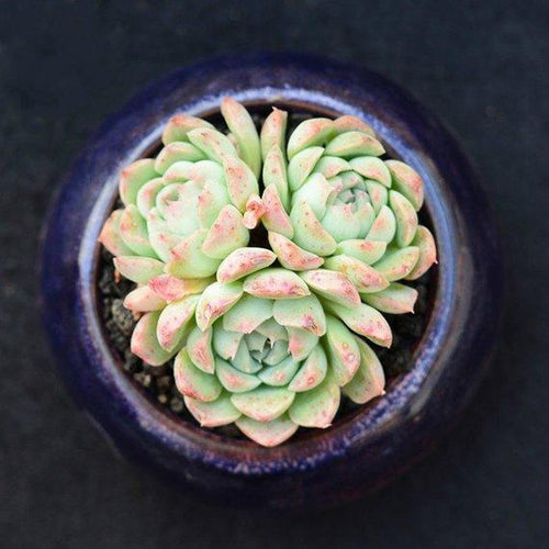 Real Live Succulent Cactus Plant : Echeveria elegans potosina
