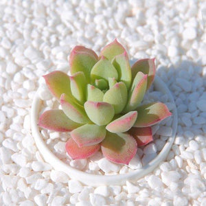 Real Live Succulent Cactus Plant : Echeveria 'sugared'