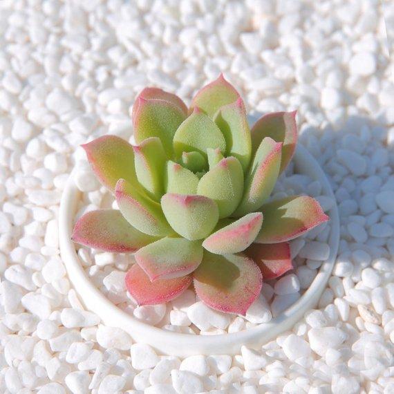 Real Live Succulent Cactus Plant : Echeveria 'sugared'