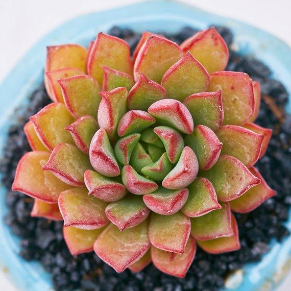 Real Live Succulent Cactus Plant : x Sedeveria Darley Dale