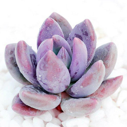 Real Live Succulent Cactus Plant : xSedeveria 'Blue Mist'