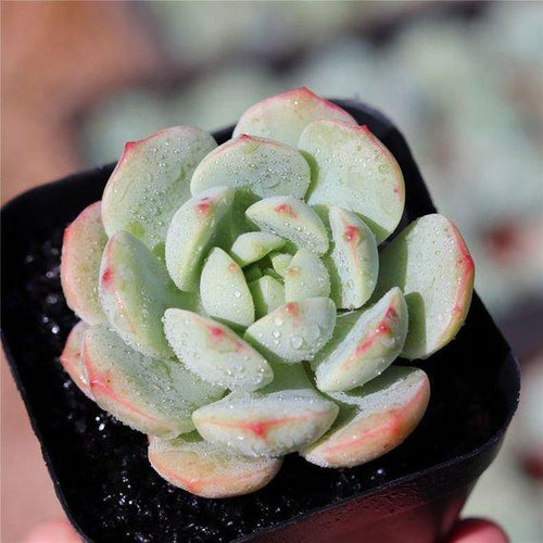 Real Live Succulent Cactus Plant : x Sedeveria 'Pudgye'