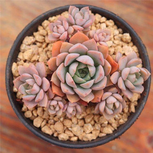 Real Live Succulent Cactus Plant : 'ZIKA'