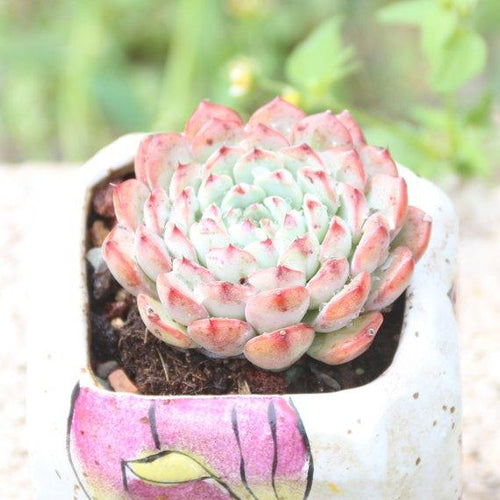 Real Live Succulent Cactus Plant : Echeveria White Minima