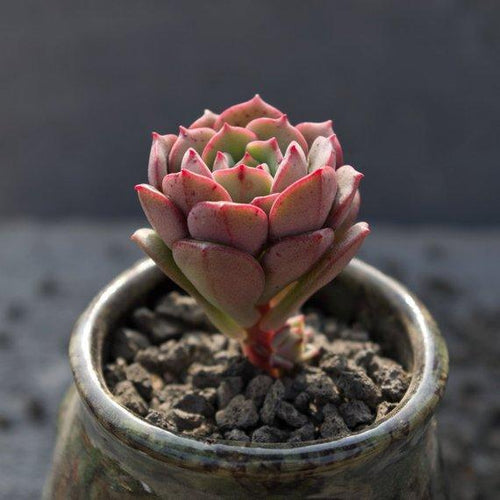 Real Live Succulent Cactus Plant : Echeveria 'Tramuntana'