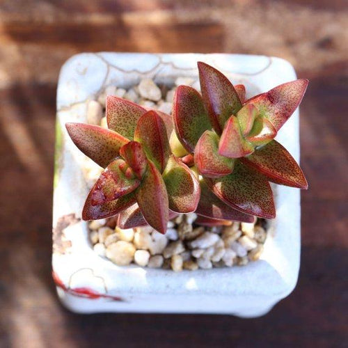 Real Live Succulent Cactus Plant : Crassula 'Pagoda Rupestris'