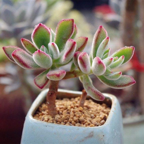 Real Live Succulent Cactus Plant : Echeveria pulvinata
