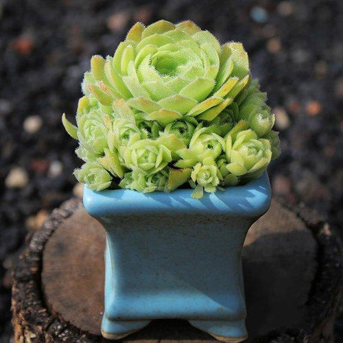 Real Live Succulent Cactus Plant : Aeonium tabuliforme hyb