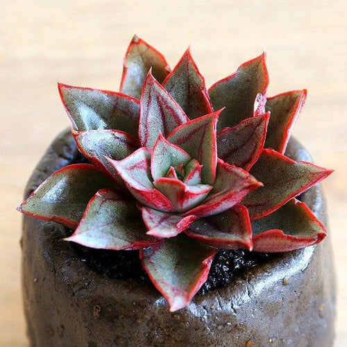 Real Live Succulent Cactus Plant : Echeveria 'Monocerotis'