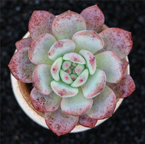 Real Live Succulent Cactus Plant : Echeveria Ariel