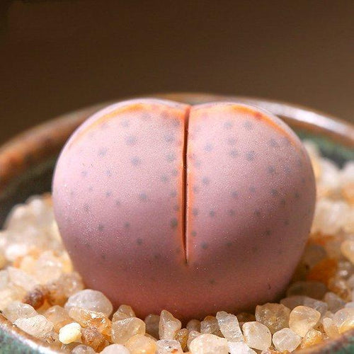 Real Live Succulent Lithops Pseudotruncatella Plant : Dintheranthus wlimotianus