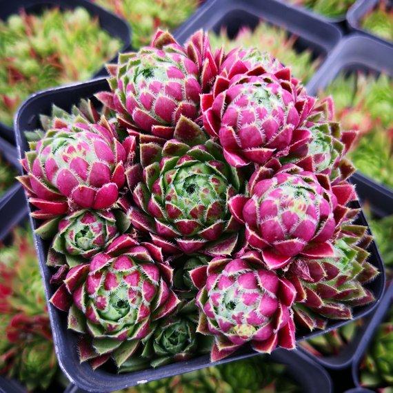 Real Live Succulent Cactus Plant : Jovibarba Sobolifera 'XIGUAQIU'