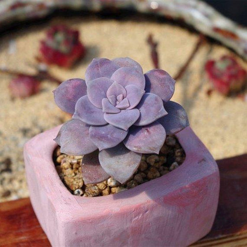 Real Live Succulent Cactus Plant : Graptopetalum superbum (Kimnach) Acev.-Rosas