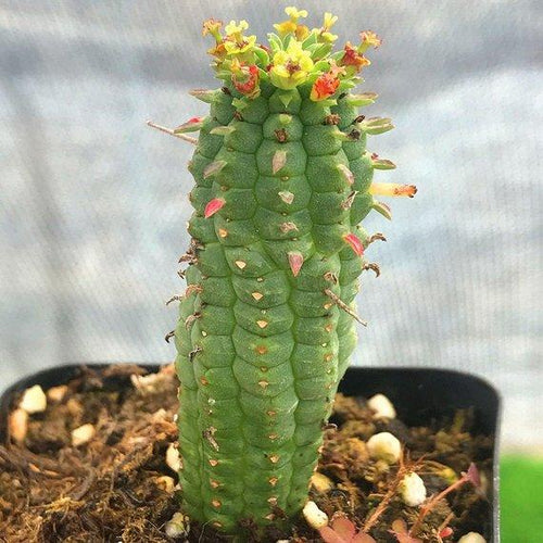 Real Live Succulent Cactus Plant : 'LVYEQILIN'