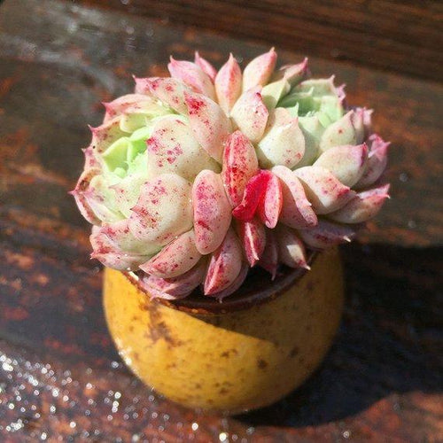 Real Live Succulent Cactus Plant : Echeveria 'Red hole'