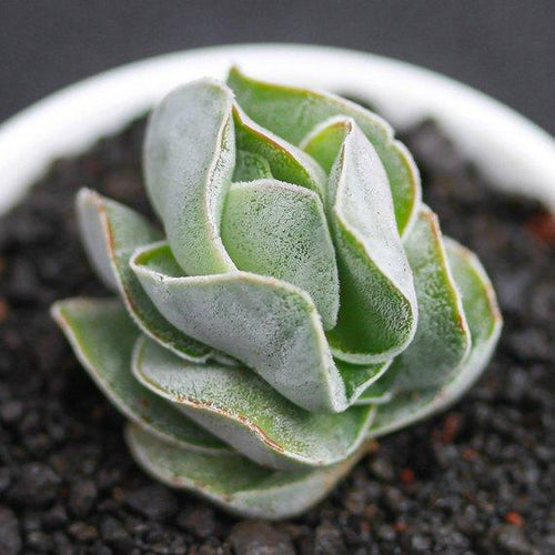 Real Live Succulent Cactus Plant : Crassula 'Ivory Pagoda'