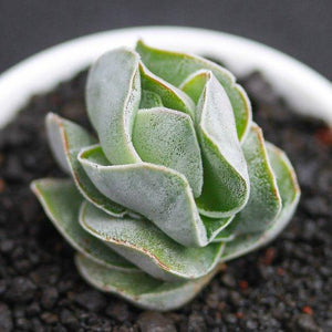 Real Live Succulent Cactus Plant : Crassula 'Ivory Pagoda'