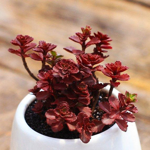 Real Live Succulent Cactus Plant : Sedum spurium cv.'Dragon's Blood'