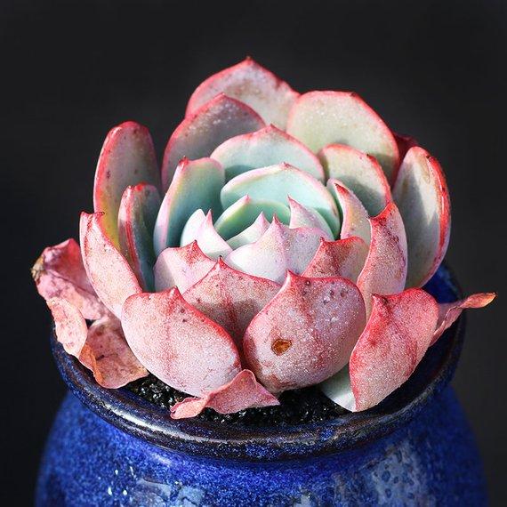 Real Live Succulent Cactus Plant : Echeveria 'amistar'