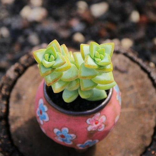 Real Live Succulent Cactus Plant : Crassula rupestris
