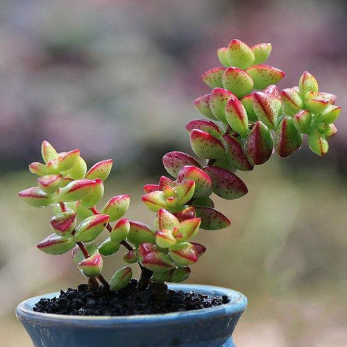 Real Live Succulent Cactus Plant : Crassula rupestris f.