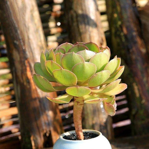 Real Live Succulent Cactus Plant : Aeonium 'Halloween'