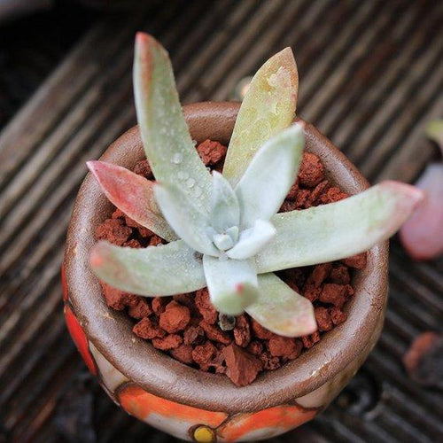 Real Live Succulent Cactus Plant : Dudleya farinose