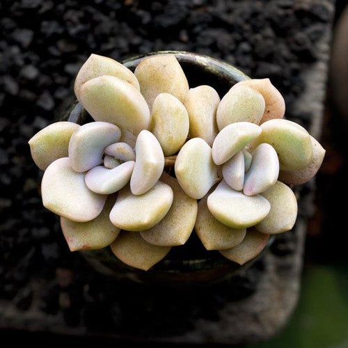 Real Live Succulent Cactus Plant : Echeveria 'Roma'