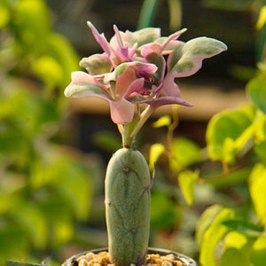 Real Live Succulent Cactus Plant : Senecio articulatus 'Candlelight'