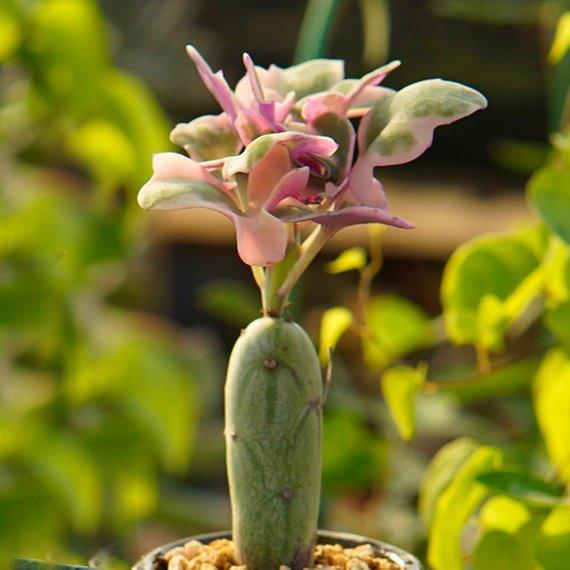 Real Live Succulent Cactus Plant : Senecio articulatus 'Candlelight'