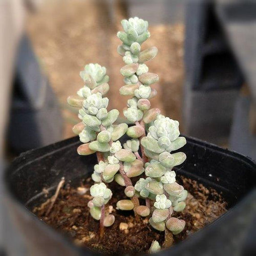 Real Live Succulent Cactus Plant : Sedum brevifolium quinquefarium