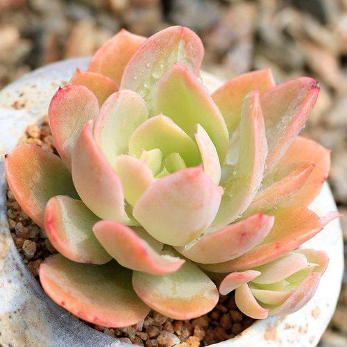 Real Live Succulent Cactus Plant : Echeveria 'Silk Veil'