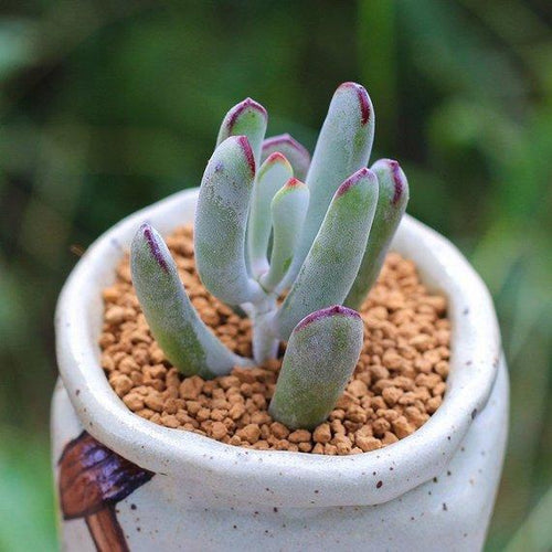 Real Live Succulent Cactus Plant : 'BANGYEFUNIANG'