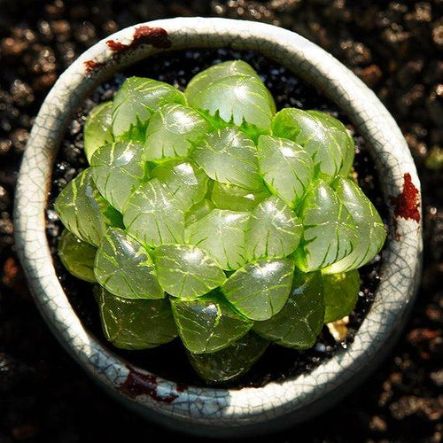 Real Live Succulent Cactus Plant : Haworthia cooperi var. truncata