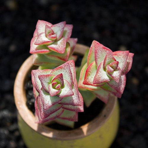 Real Live Succulent Cactus Plant : Crassula conjuncta