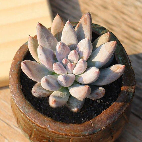Real Live Succulent Cactus Plant : Echeveria tolimanensis