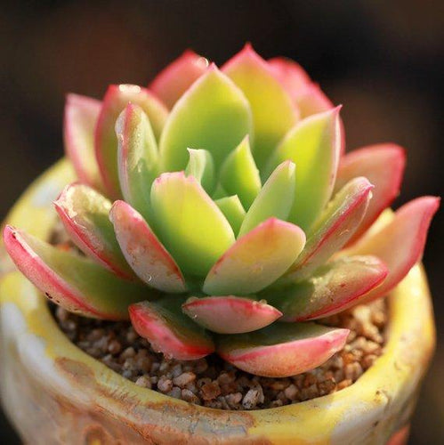 Real Live Succulent Cactus Plant : Echeveria Luella