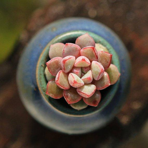 Real Live Succulent Cactus Plant : E. subcorymbosa