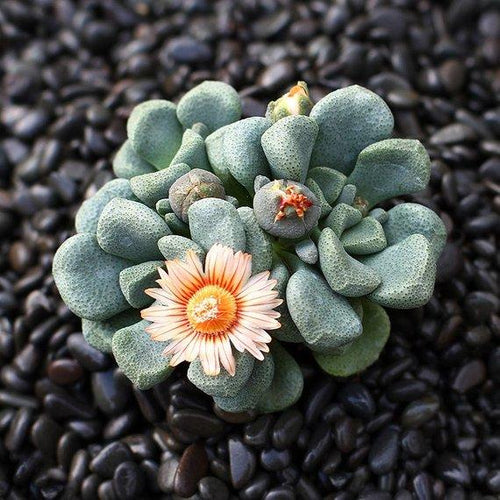 Real Live Succulent Cactus Plant : Aloinopsis schooneesii