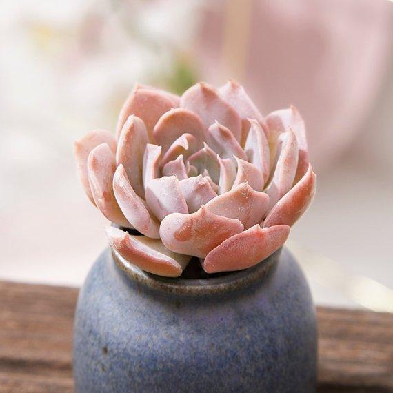 Real Live Succulent Cactus Plant : Echeveria 'Riviera' Echeveria 'Liberia'