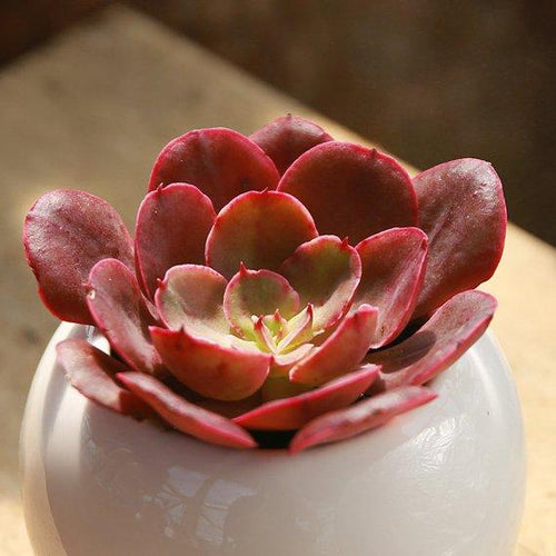 Real Live Succulent Cactus Plant : Echeveria 'Painted Frills'