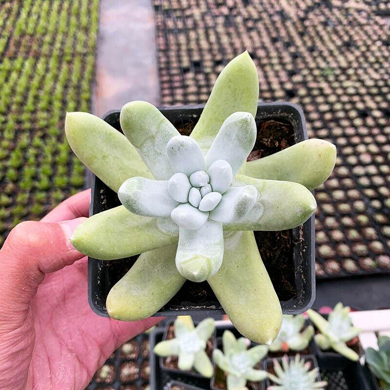 Real Live Succulent Cactus Plant :  Dudleya Pachyphytum Moran & M. Benedict