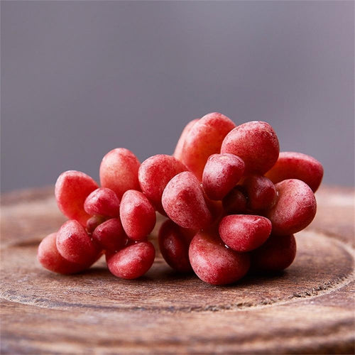 Real Live Succulent Cactus Plant : Sedum rubrotinctum