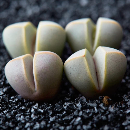 Real Live Succulent Lithops Pseudotruncatella Plant : Lapidaria margaretae