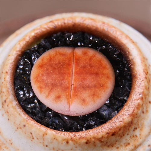 Real Live Succulent Lithops Pseudotruncatella Plant : L.julii 'Kosogyoku'