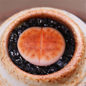 Real Live Succulent Lithops Pseudotruncatella Plant : L.julii 'Kosogyoku'