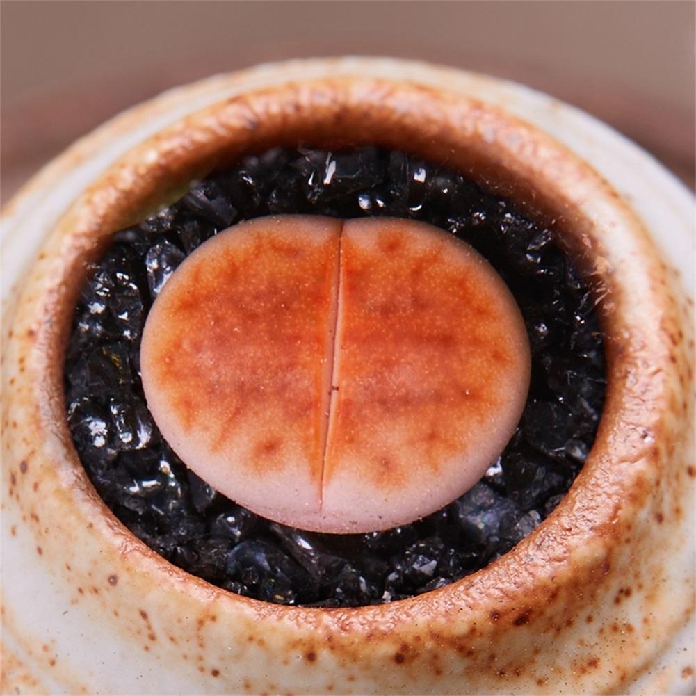 Real Live Succulent Lithops Pseudotruncatella Plant : L.julii 'Kosogyoku'