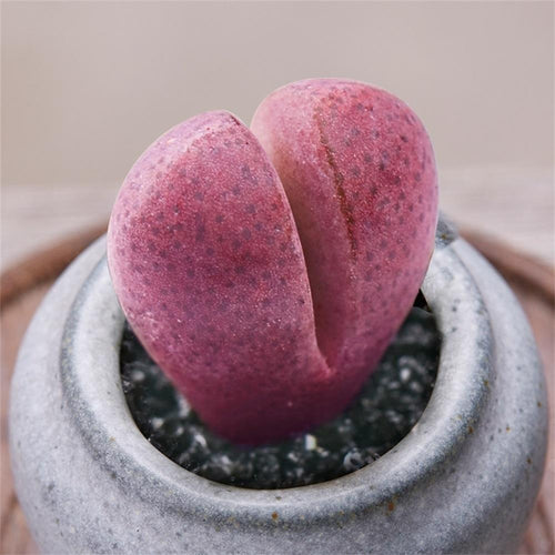 Real Live Succulent Lithops Pseudotruncatella Plant : Pleiospilos Royal Flush