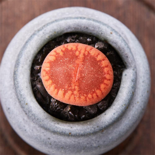 Real Live Succulent Lithops Pseudotruncatella Plant : aucampiae L. Bol.