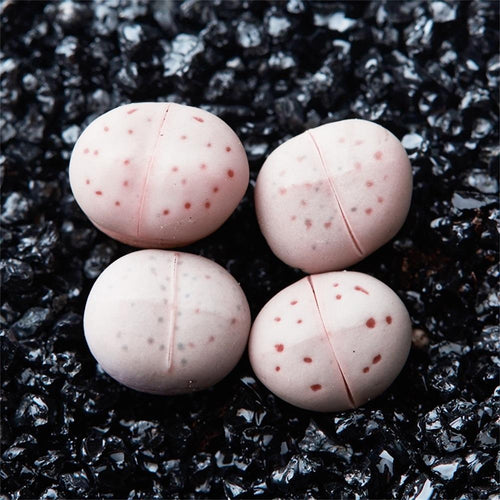 Real Live Succulent Lithops Pseudotruncatella Plant :  Dinteranthus vanzylii